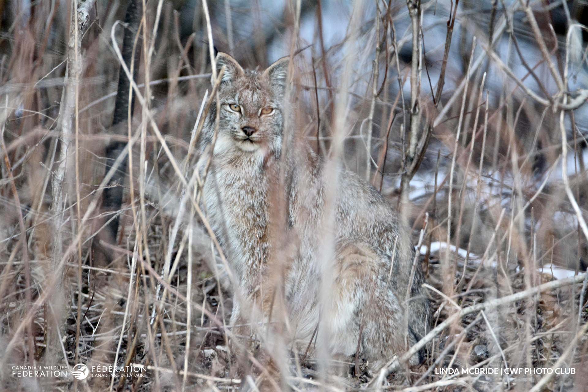 November - HIDDEN IN PLAIN SIGHT