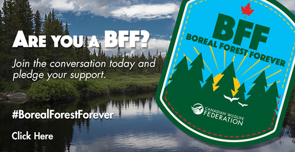 Boreal Forest Forever campaign logo