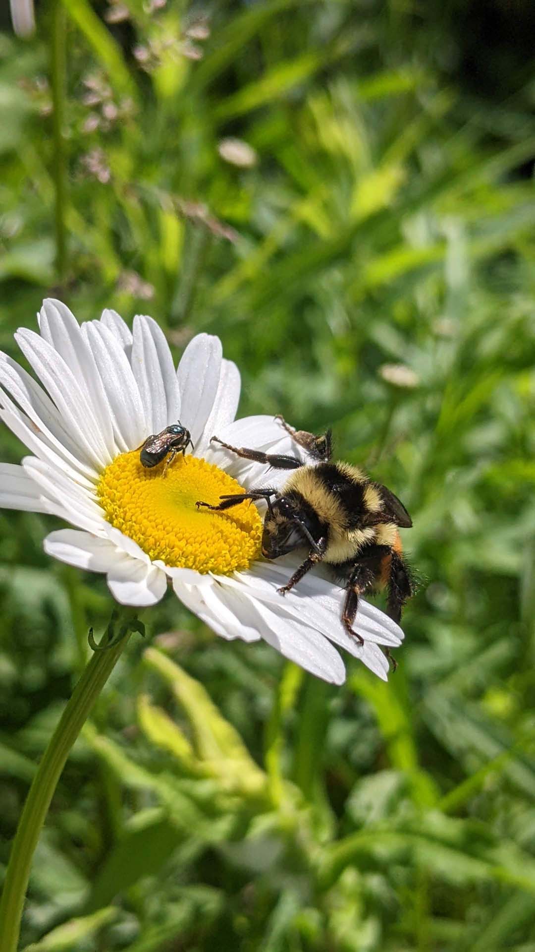 Petites abeilles charpentières