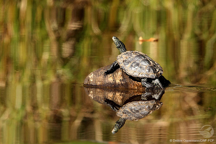 Northern Map Turtle
