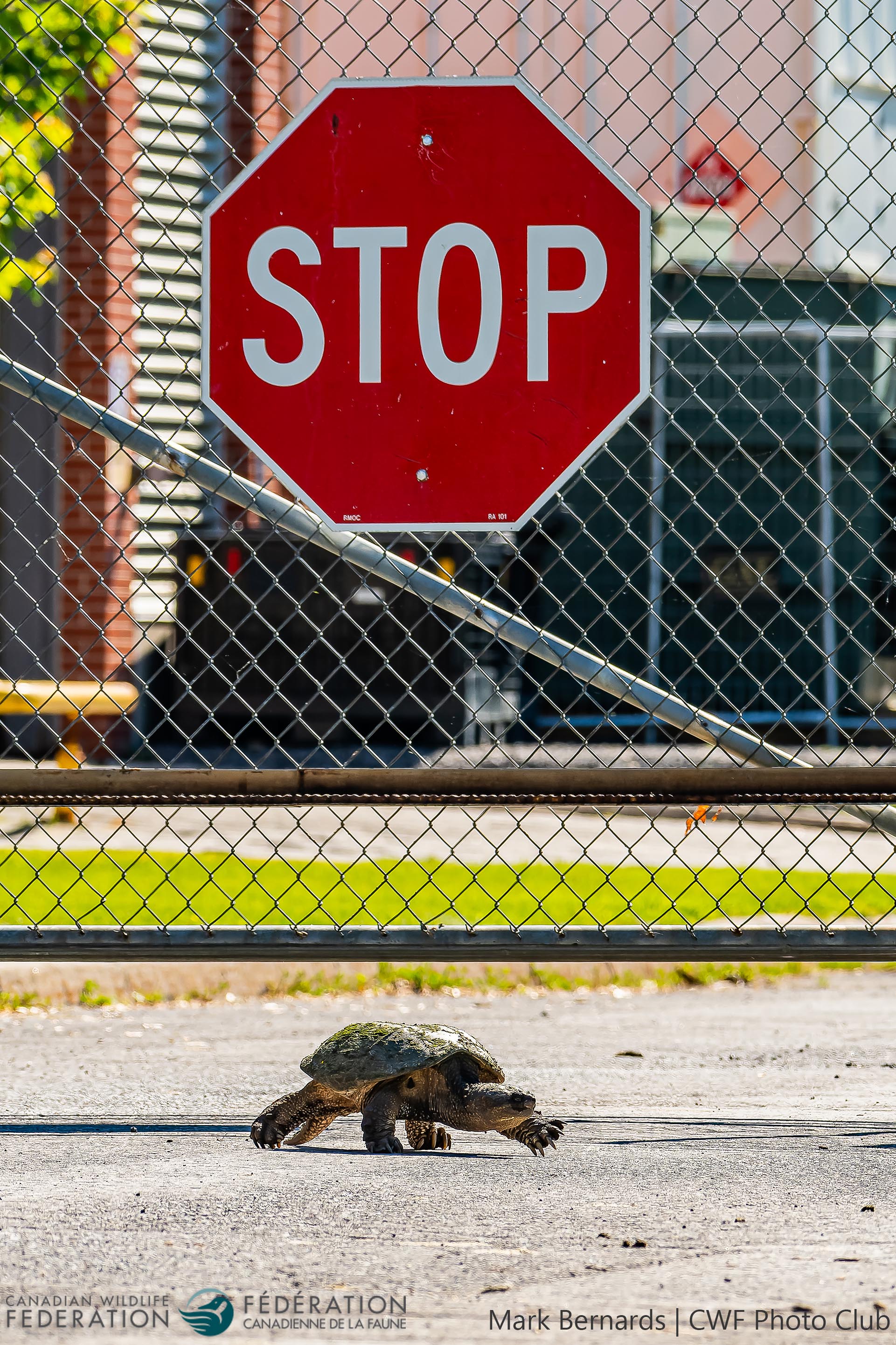Common Snapping Turtle