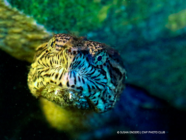 Common Snapping Turtle
