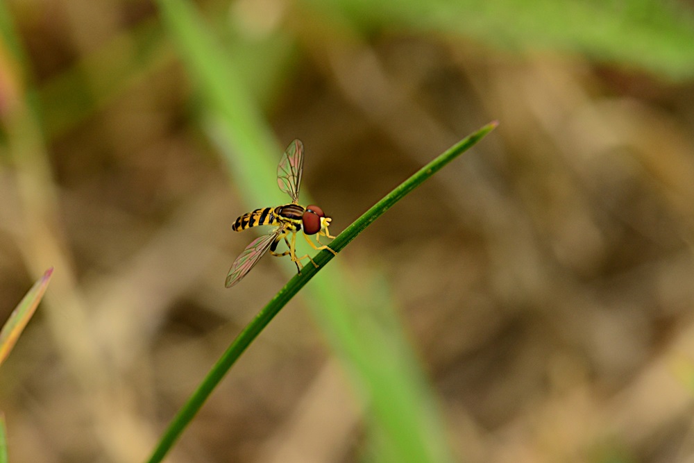 La famille des Syrphidae