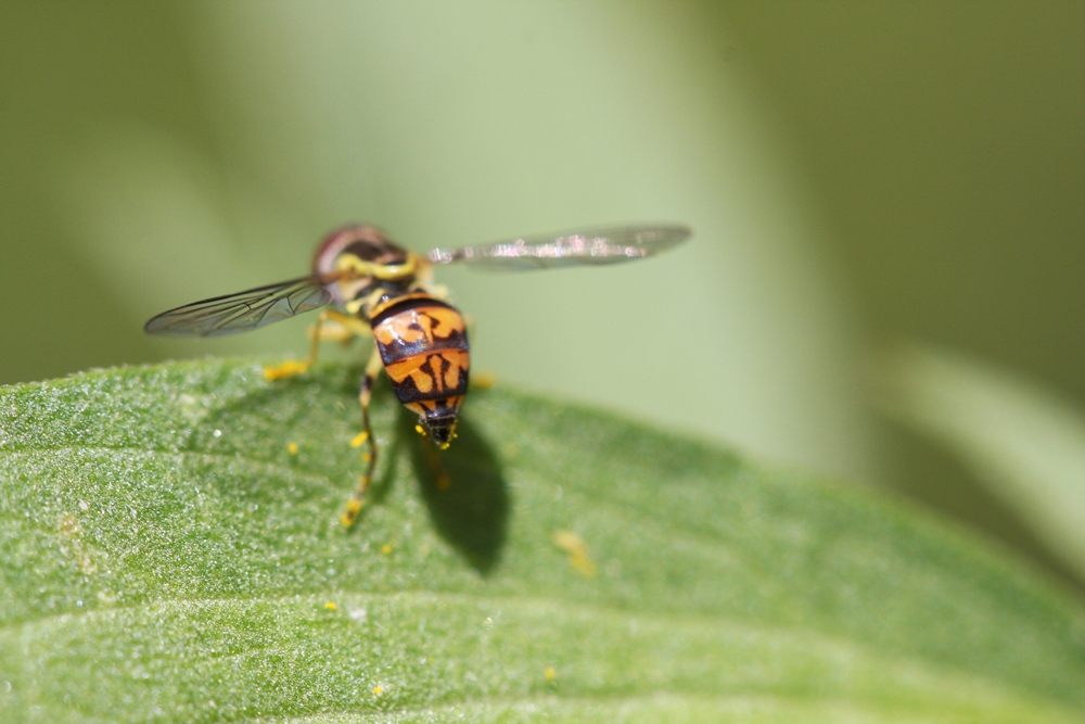 La famille des Syrphidae