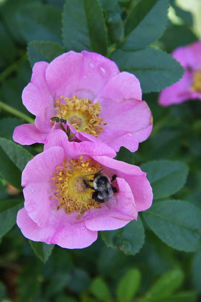 La famille des Syrphidae