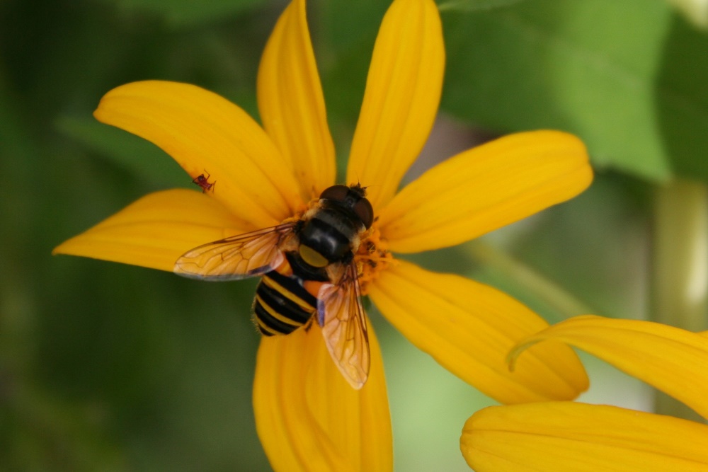 La famille des Syrphidae