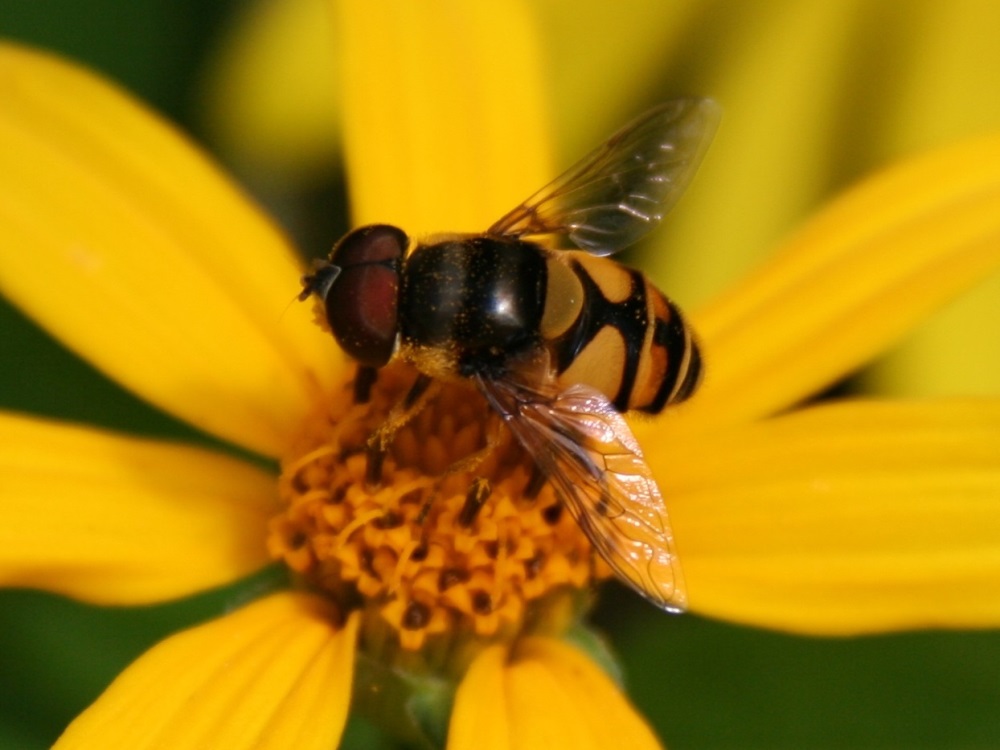 La famille des Syrphidae