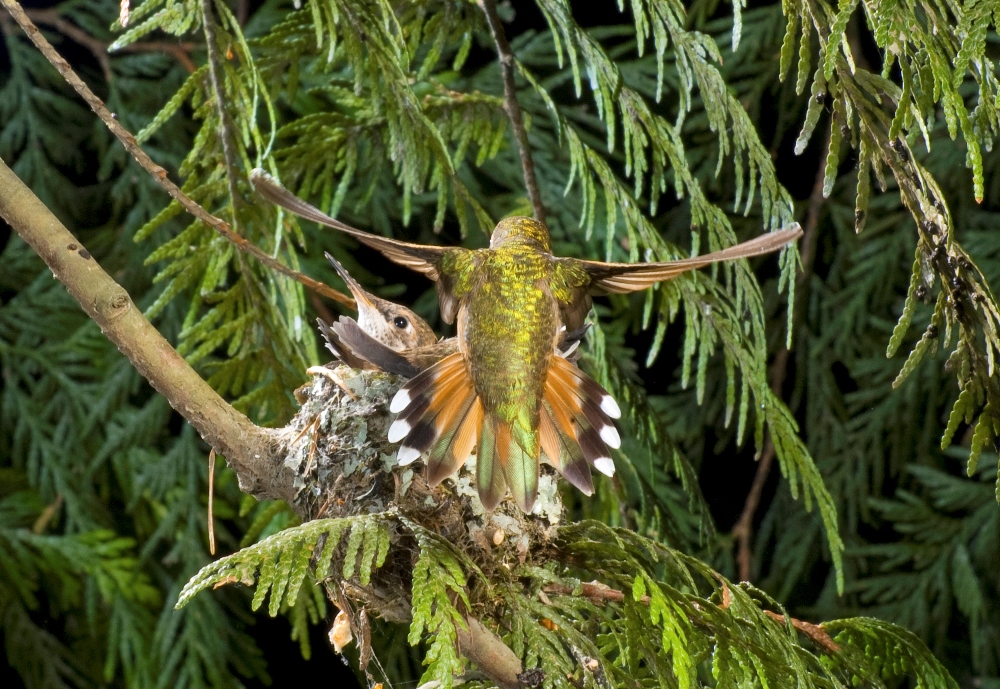 Colibri roux