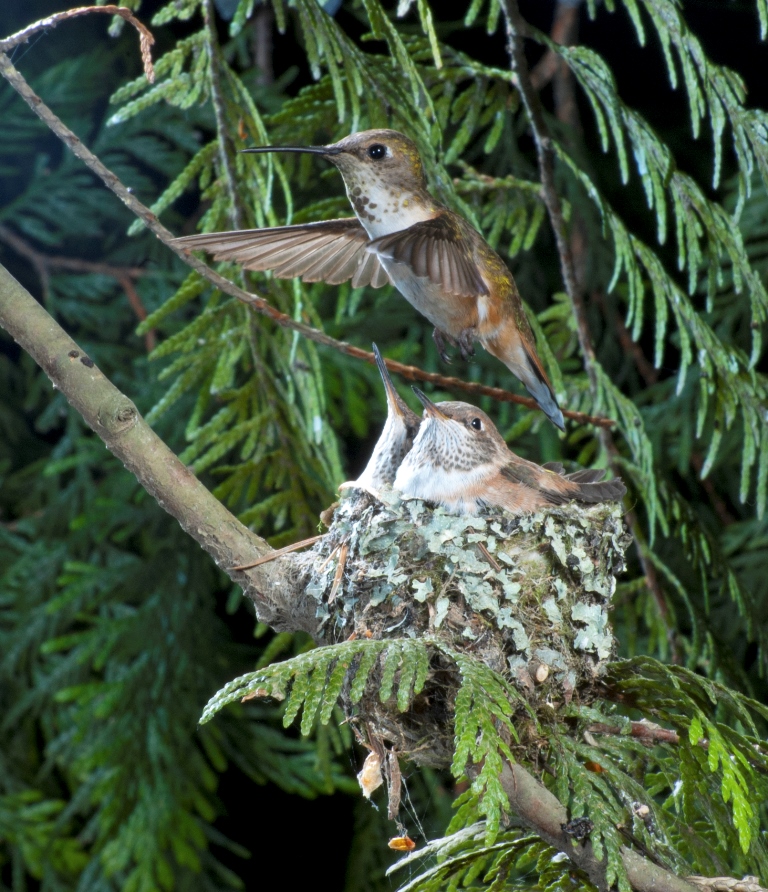 Colibri roux