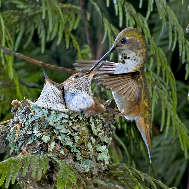 Colibri roux
