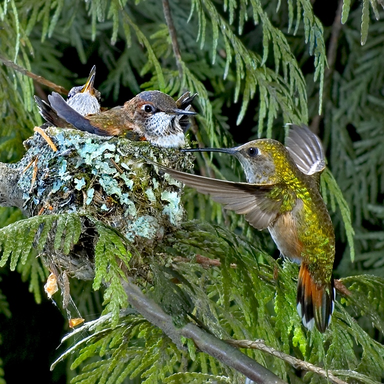 Colibri roux