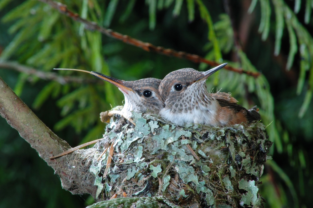 Colibri roux