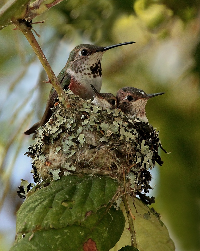Colibri roux