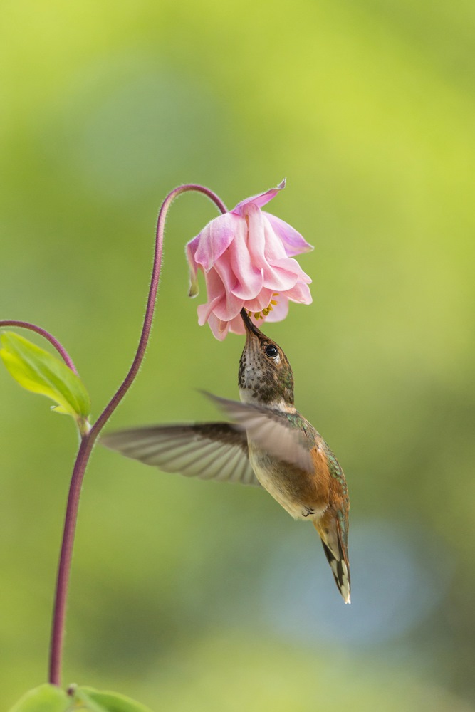 Colibri roux