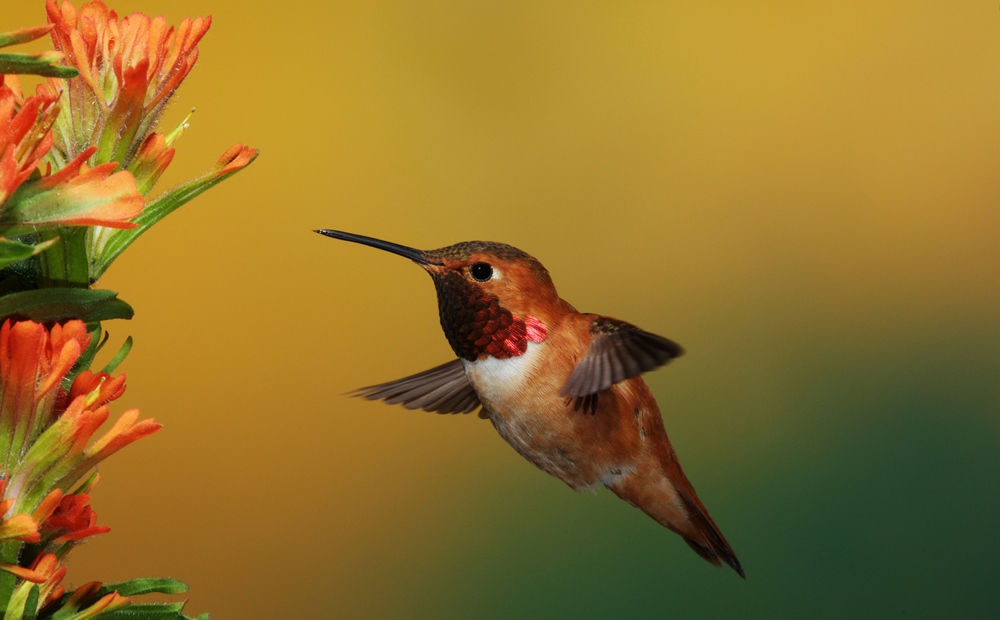 Colibri roux