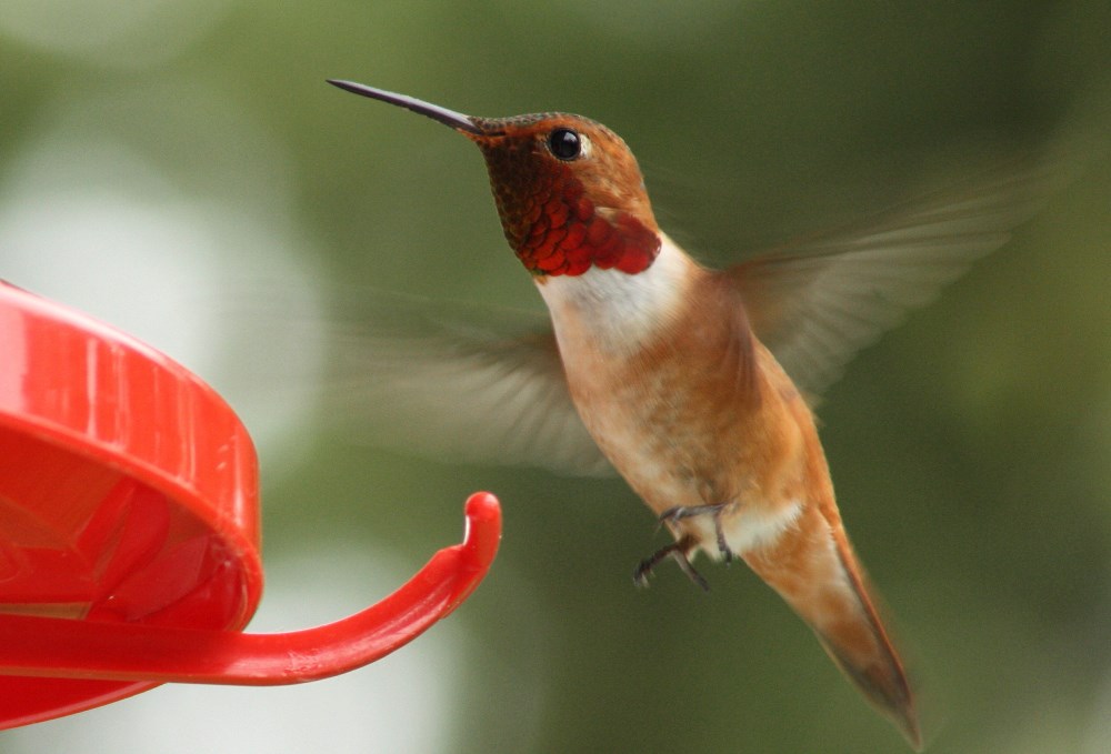 Colibri roux