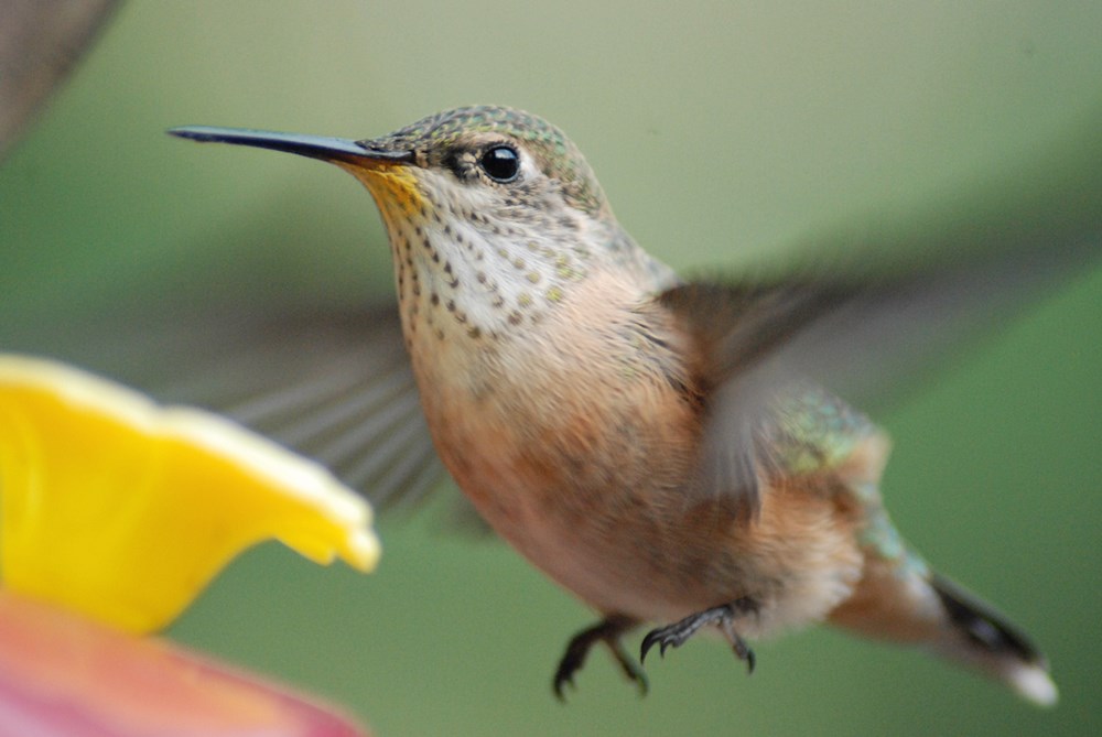 Colibri roux