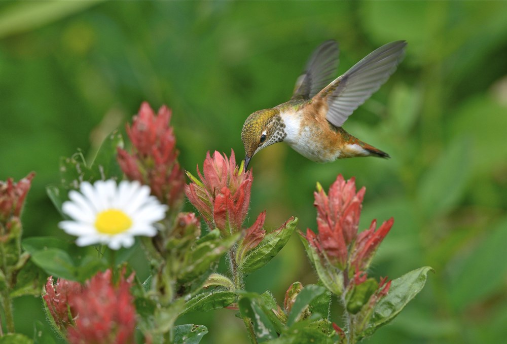Colibri roux