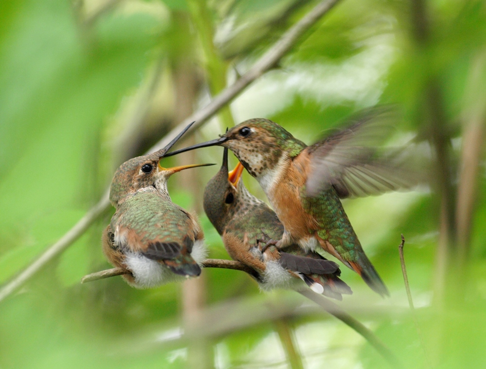 Colibri roux