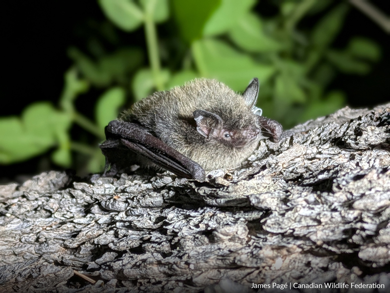 bat on tree