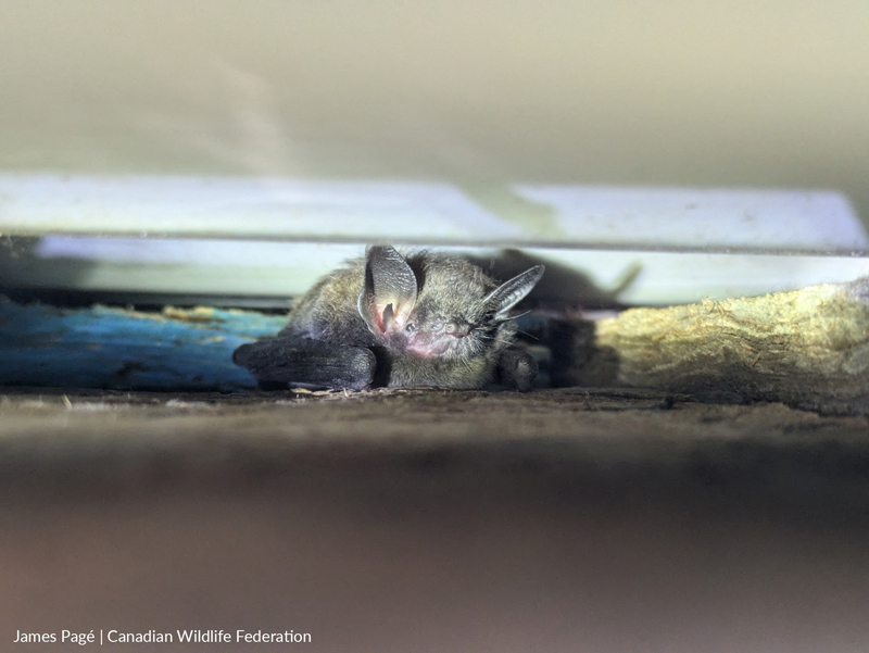 bat in roost