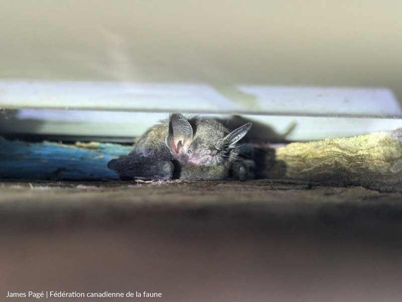 bat in roost