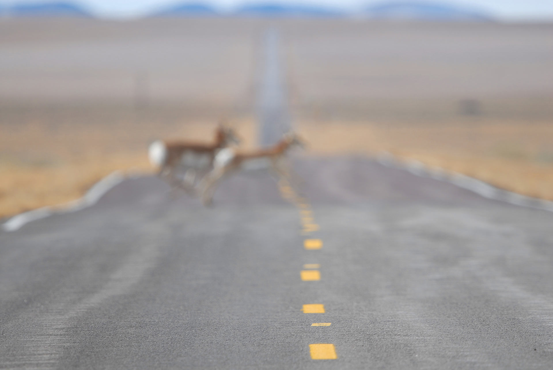 pronghorn-crossing-road-blur-GettyImages-906537552.jpg