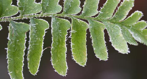 Fern leaves with frost on them