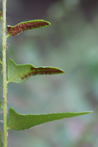 Christmas fern