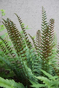 Christmas fern