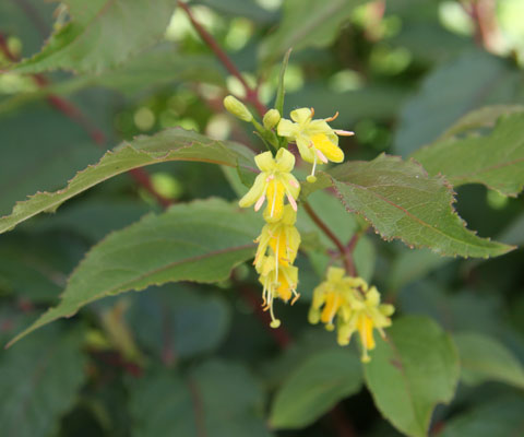 Northern Bush Honeysuckle