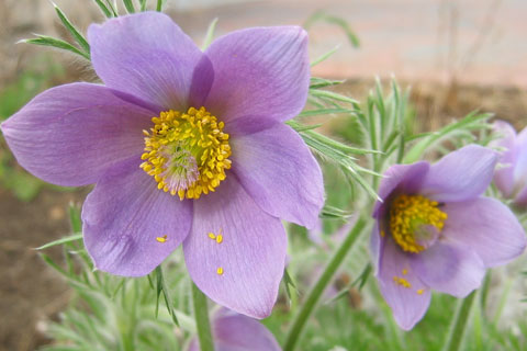 Pasque Flower