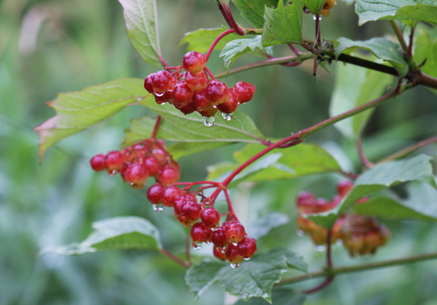 High Bush Cranberry berries