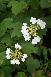 High Bush Cranberry flowers