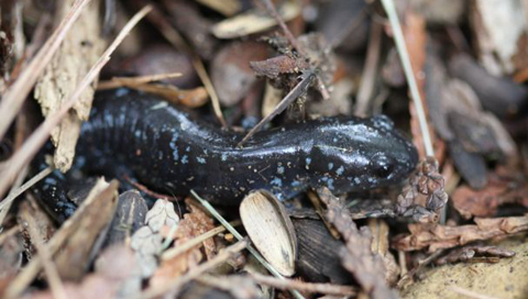 Blue-Spotted Salamander amongst leaves