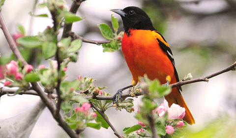 Baltimore Oriole