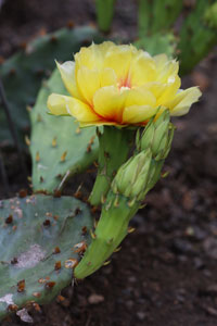 Close up of Cactus with yellow flower