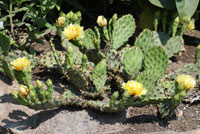 Cacti with yellow flowers