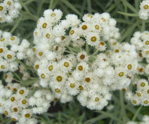 Pearly Everlasting 