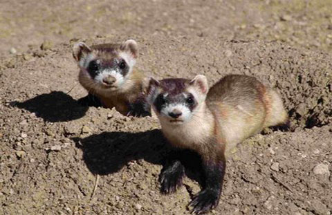 Black-Footed Ferret