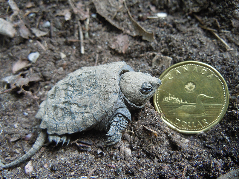 Common Snapping Turtle