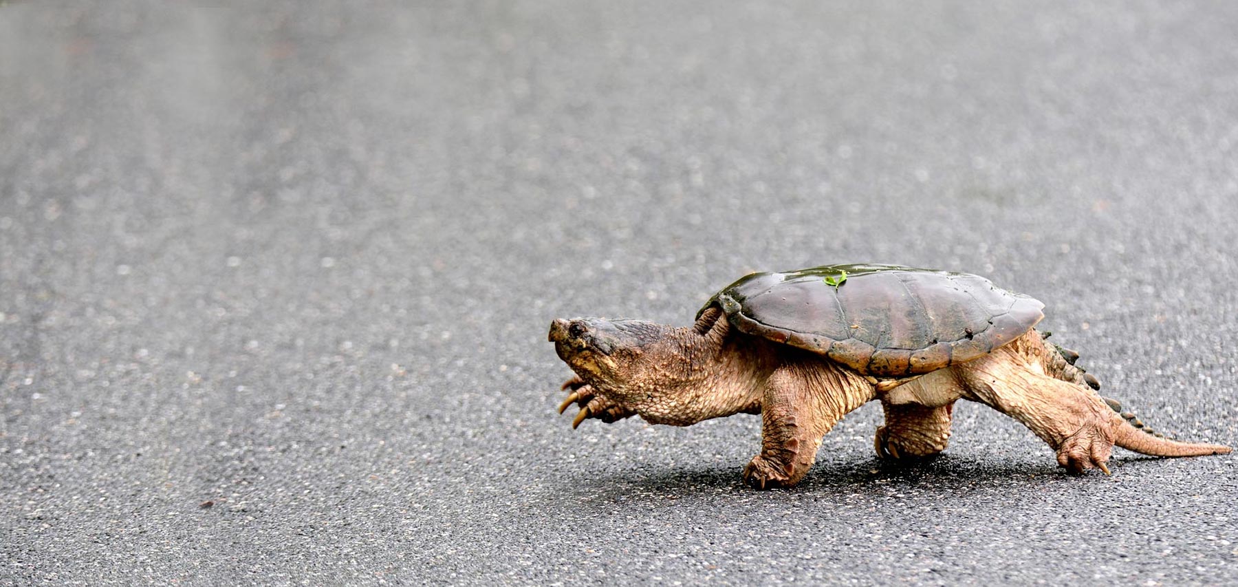 Common Snapping Turtle