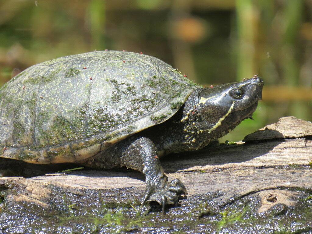 Tortue musquée