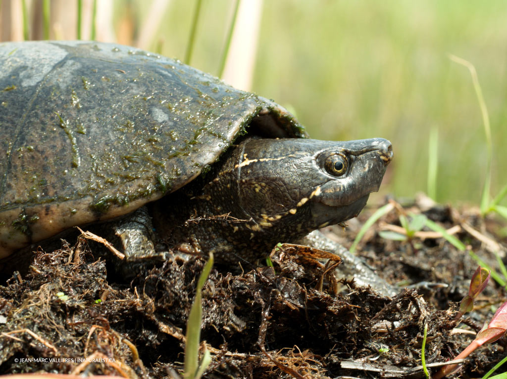 Tortue musquée