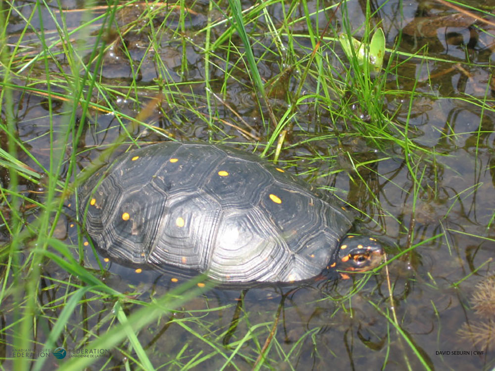 Spotted Turtle