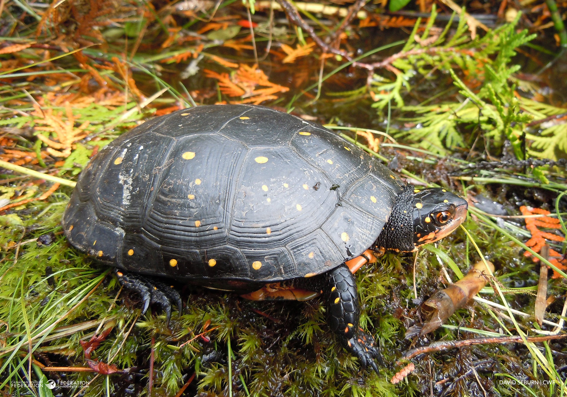 Spotted Turtle