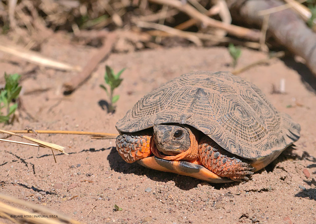 Tortue des bois