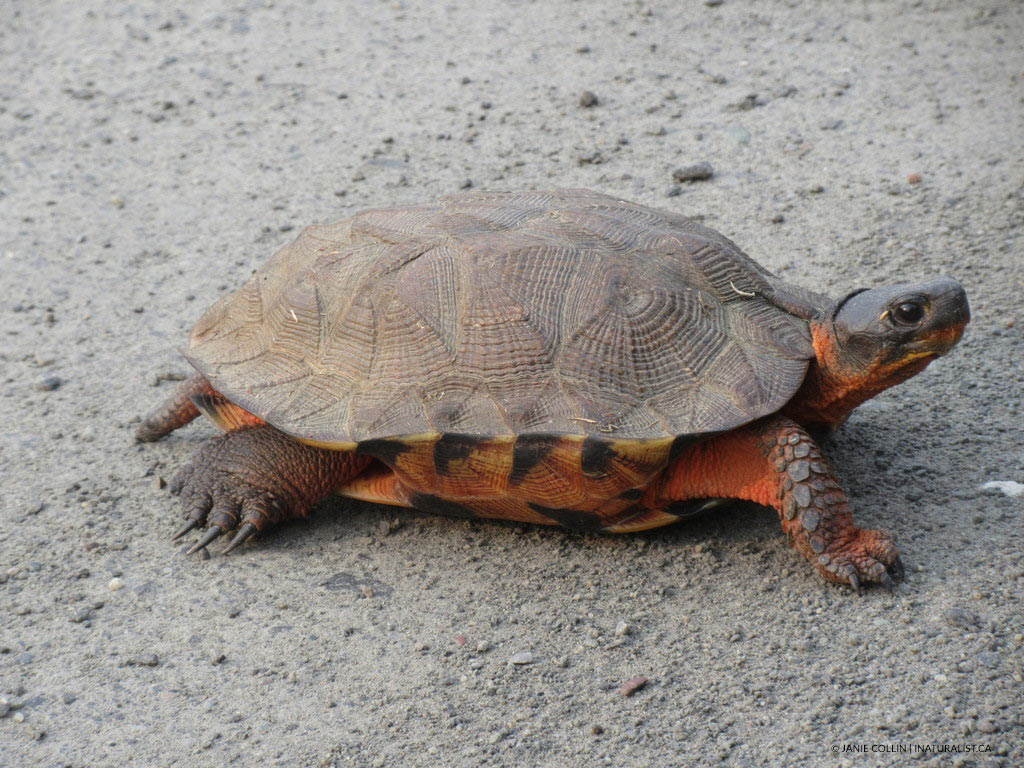Tortue des bois