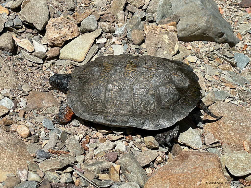Tortue des bois