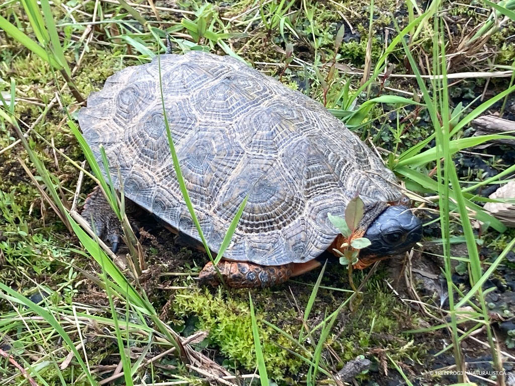 Tortue des bois